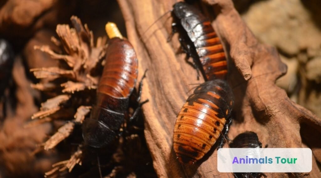 Cockroaches-smartest bugs