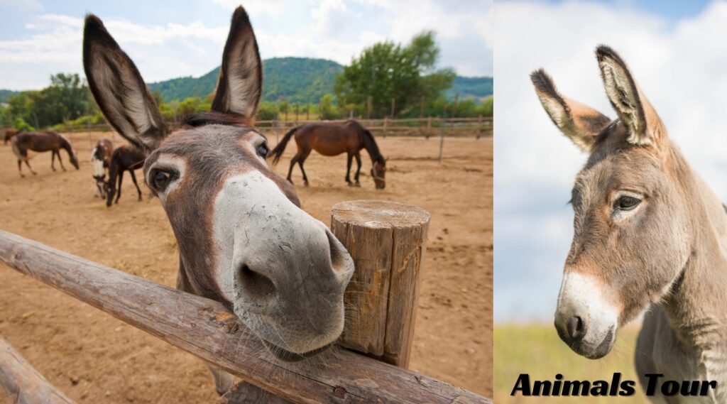 happiest animals
