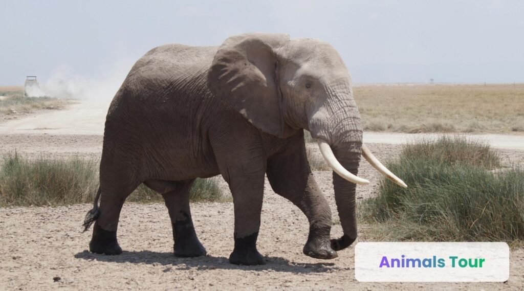 Elephant-longest living animals