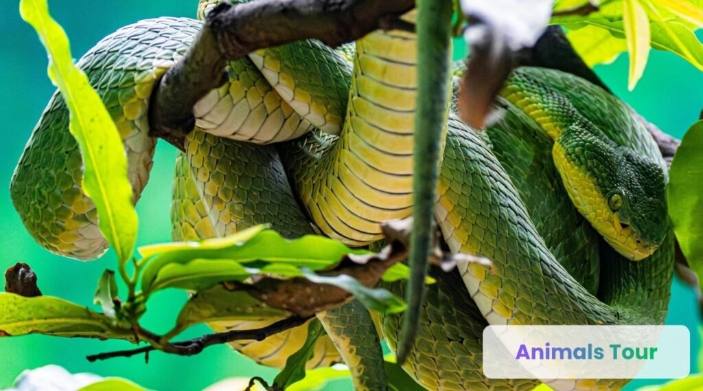 Emerald Tree Boa