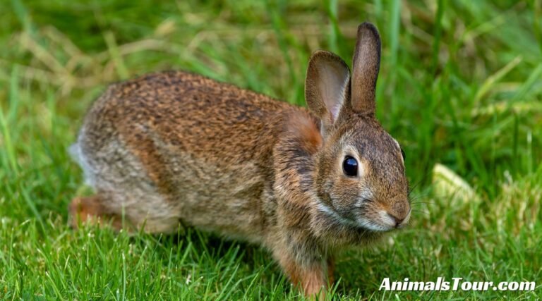 Cowardly Animals