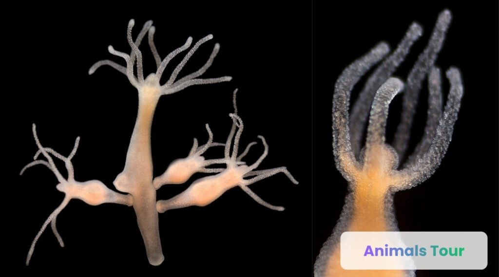 Freshwater Hydra