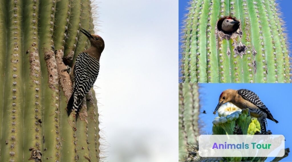Gila Woodpecker- what animals eat cactus