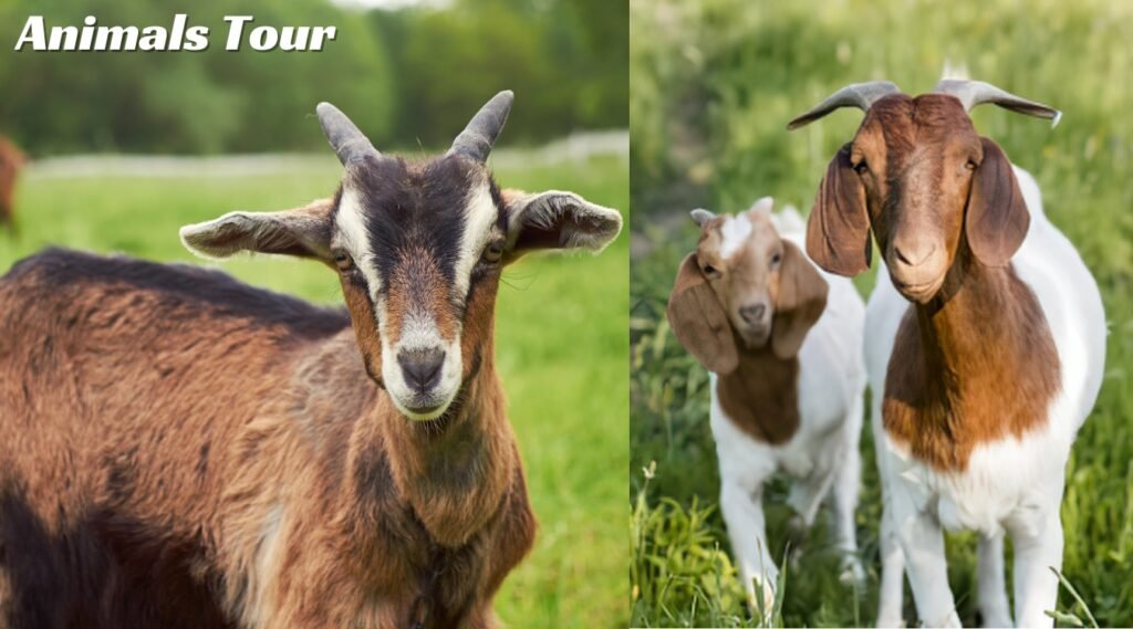 happiest animals