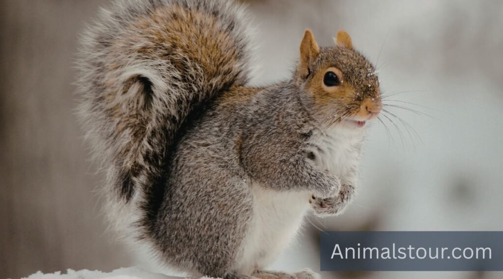 Gray Squirrel