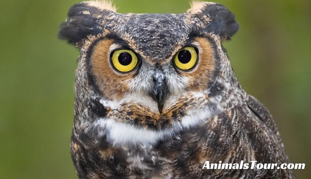 Animals That Eat Rabbits