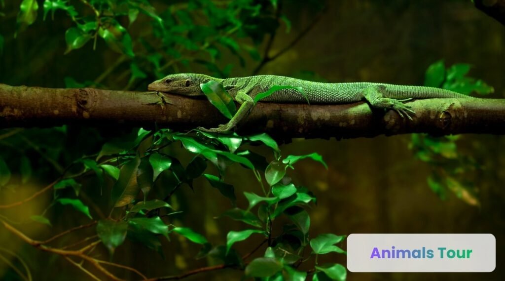 Green Tree Monitor-arboreal animals in the world
