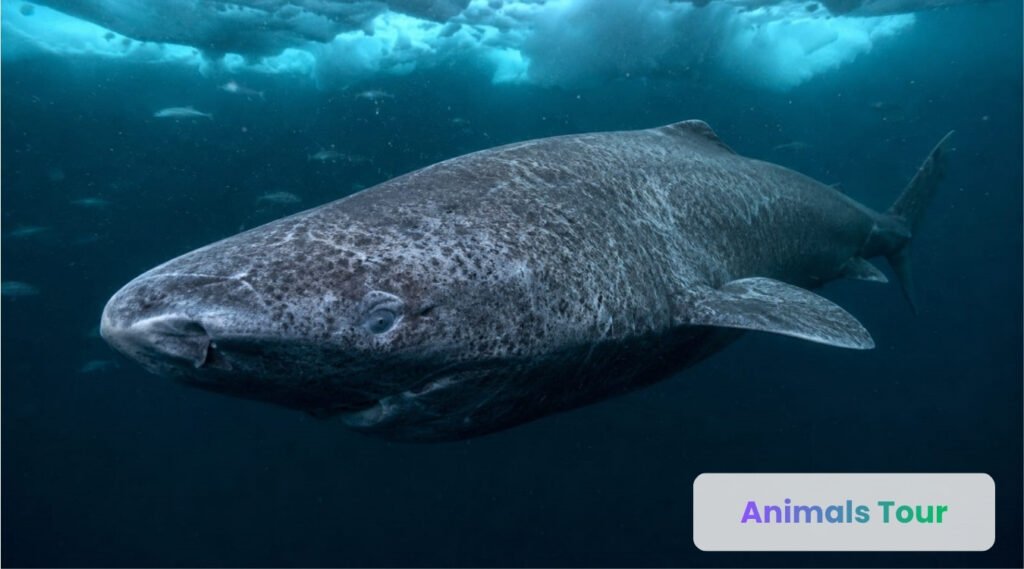 Greenland shark-longest living vertebrate