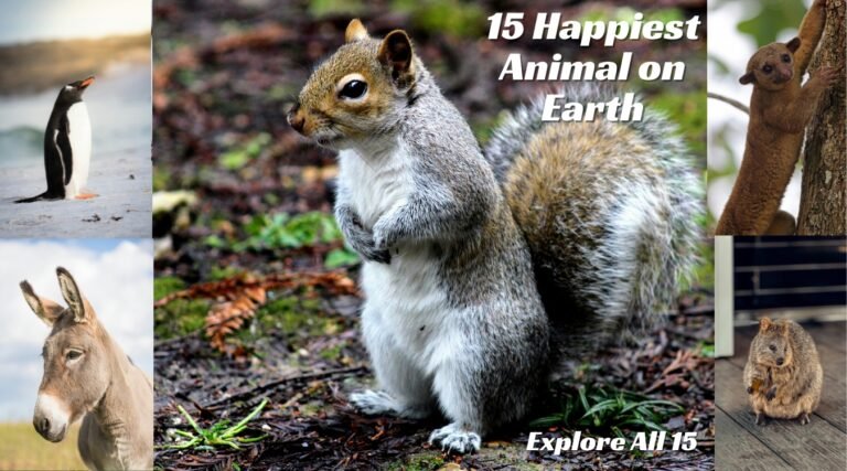 Happiest Animals