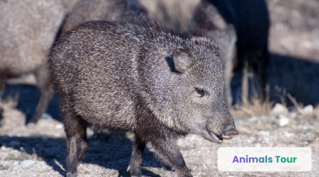 Javelinas-what eats cactus?