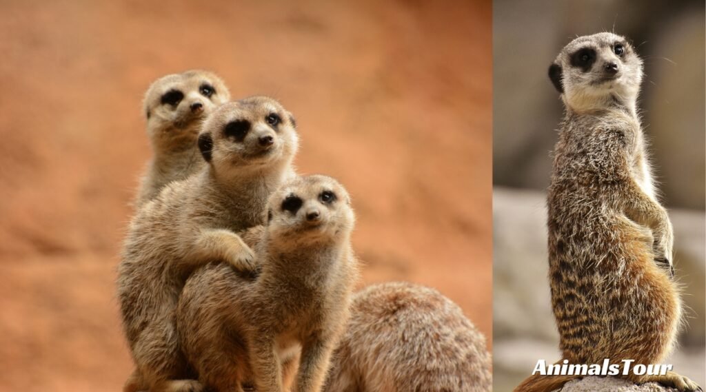 happiest animals