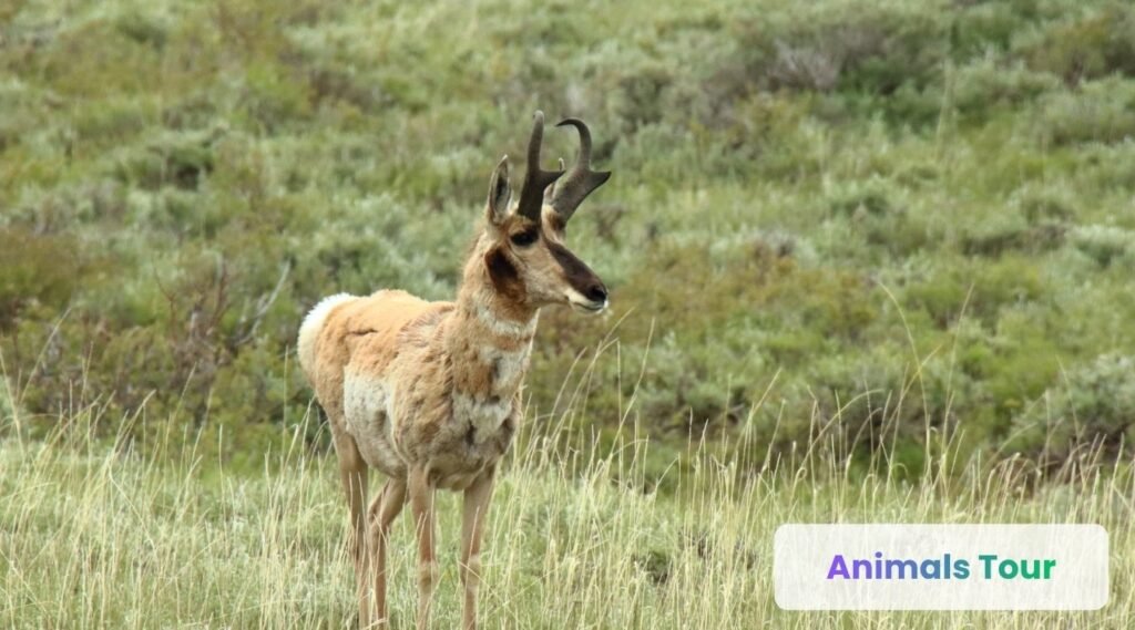 Pronghorn Antelope
