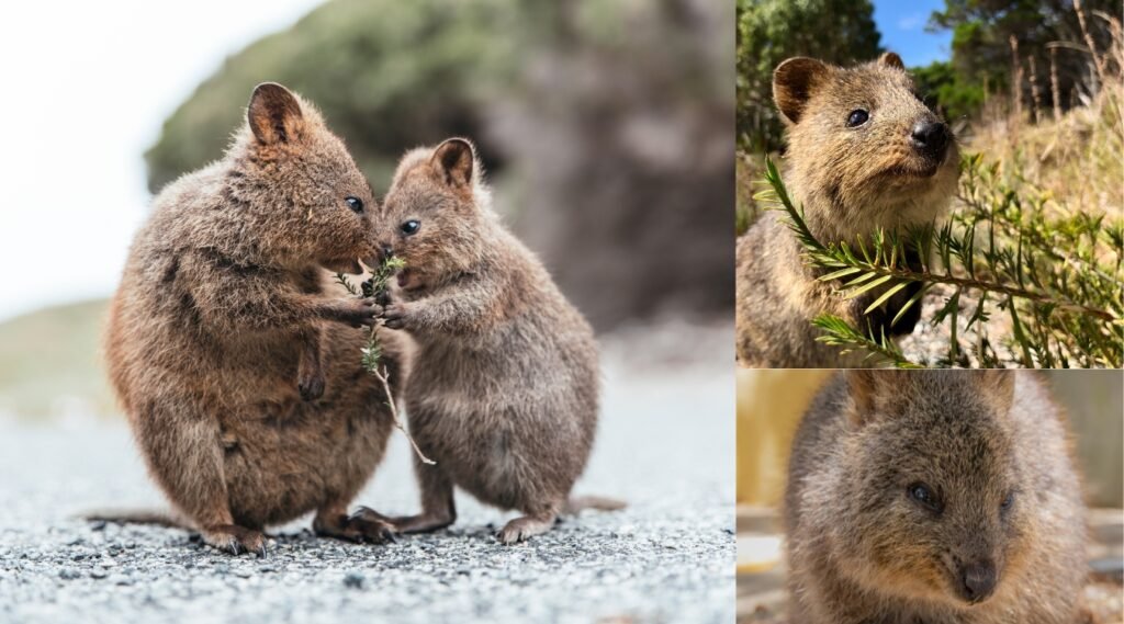 happiest animals
