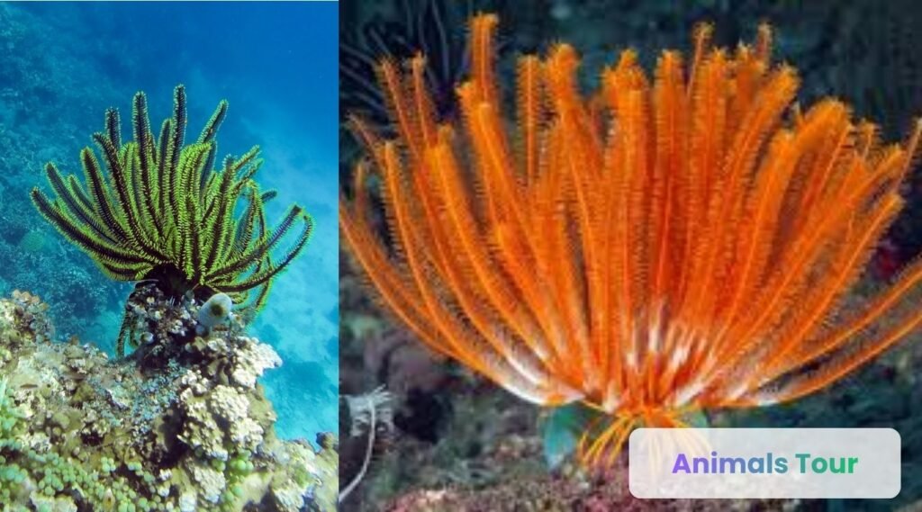 Sea Lily