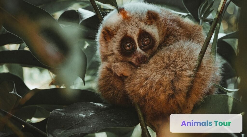 Slow Loris-nocturnal arboreal animal 
