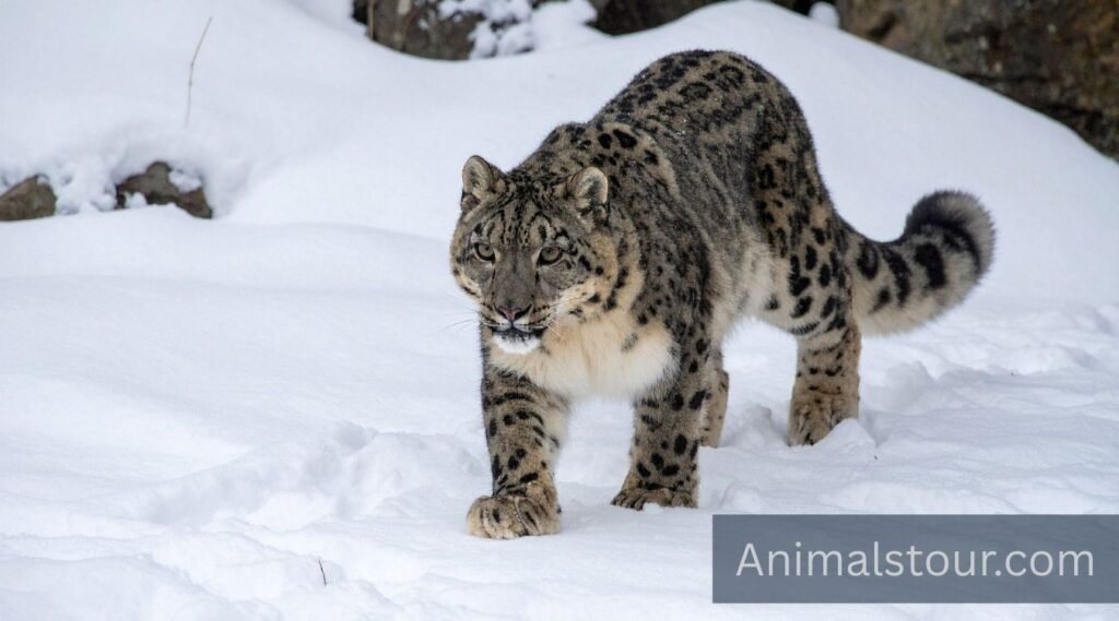 animals with bushy tails