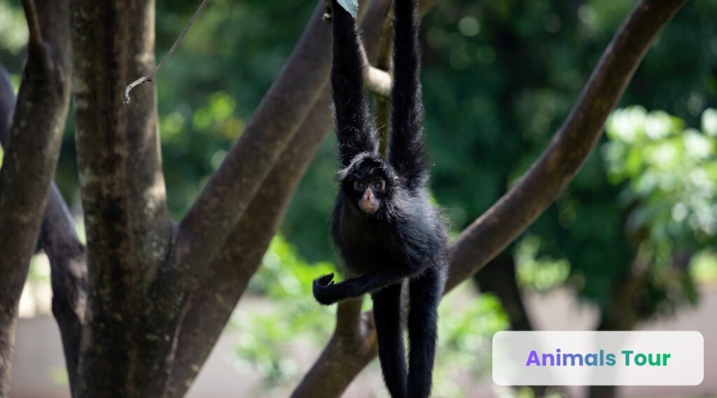 Spider Monkey-examples of arboreal animals