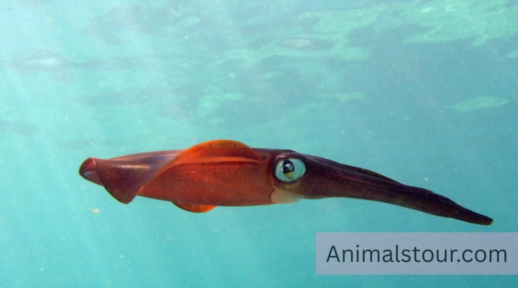 Squid