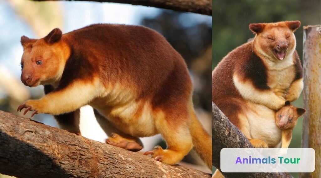 Tree Kangaroo-Arboreal animals