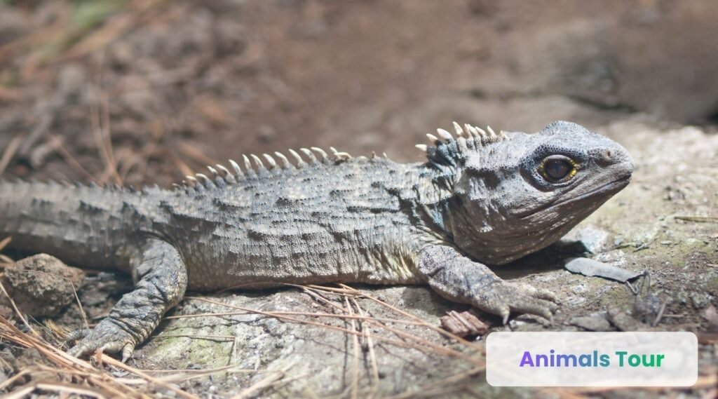 Tuatara-animals with long lifespan