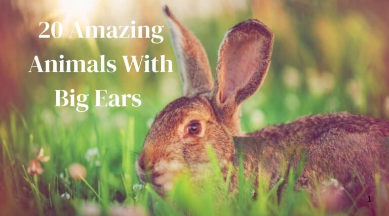 animals with big ears