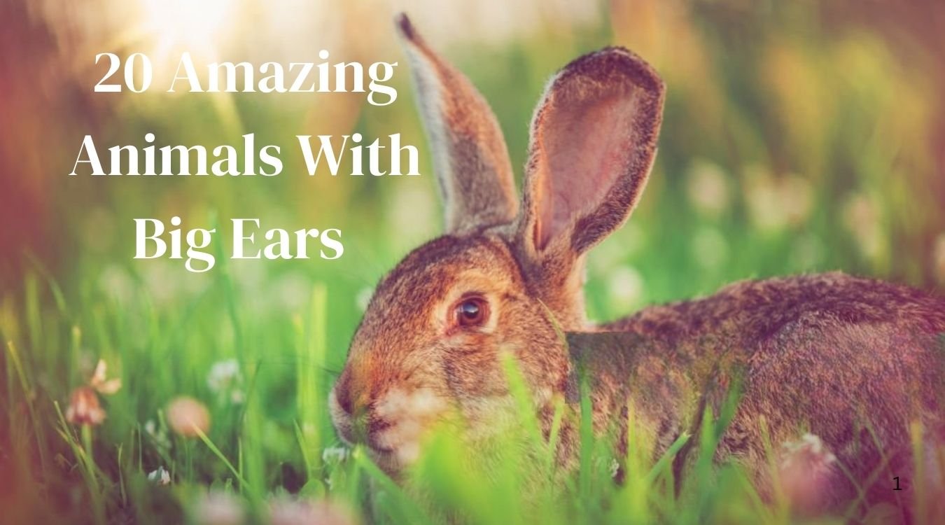 animals with big ears