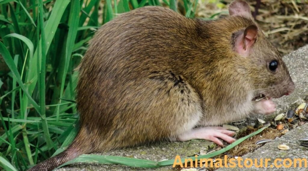 Prehensile-tailed rat 