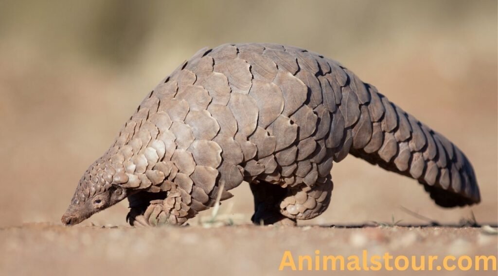 Tree Pangolin 