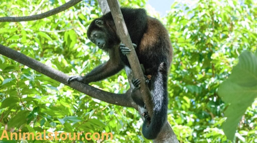 Howler Monkey 
