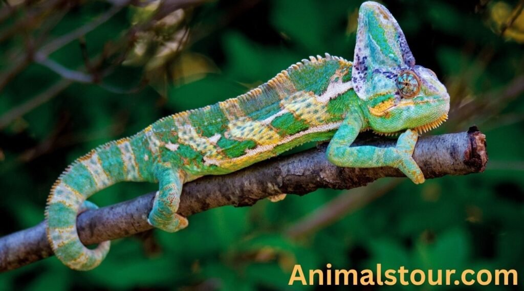 Animals with prehensile tails