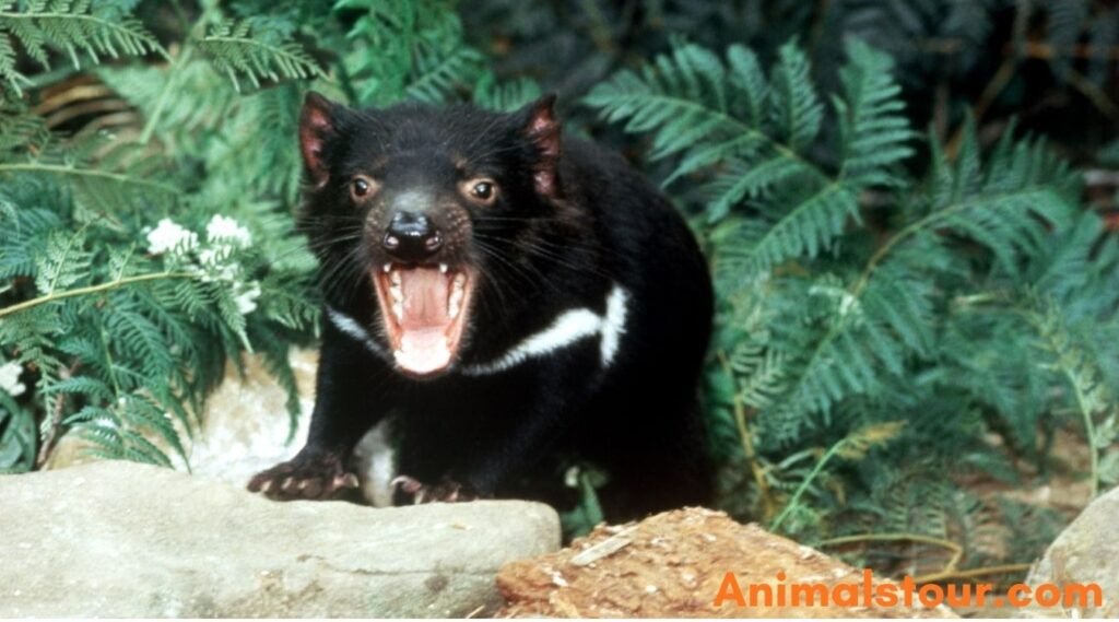 Grunpy animals in the world