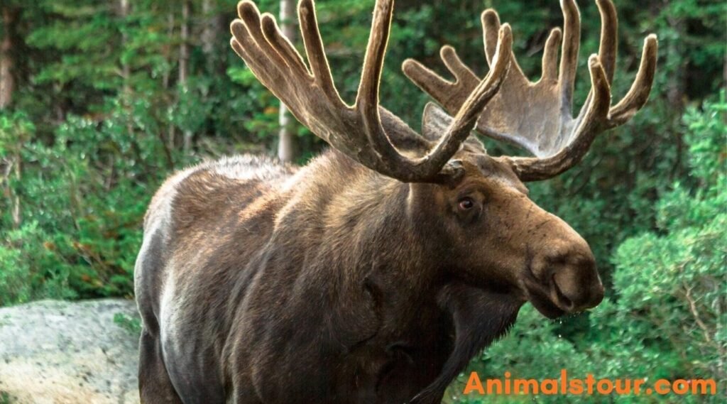 Moose