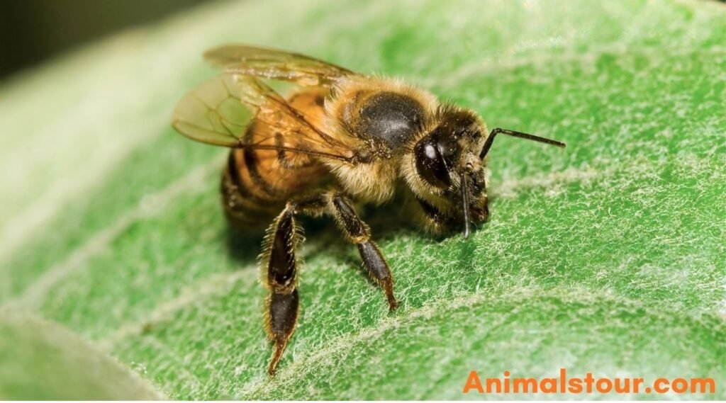 African Honey bee