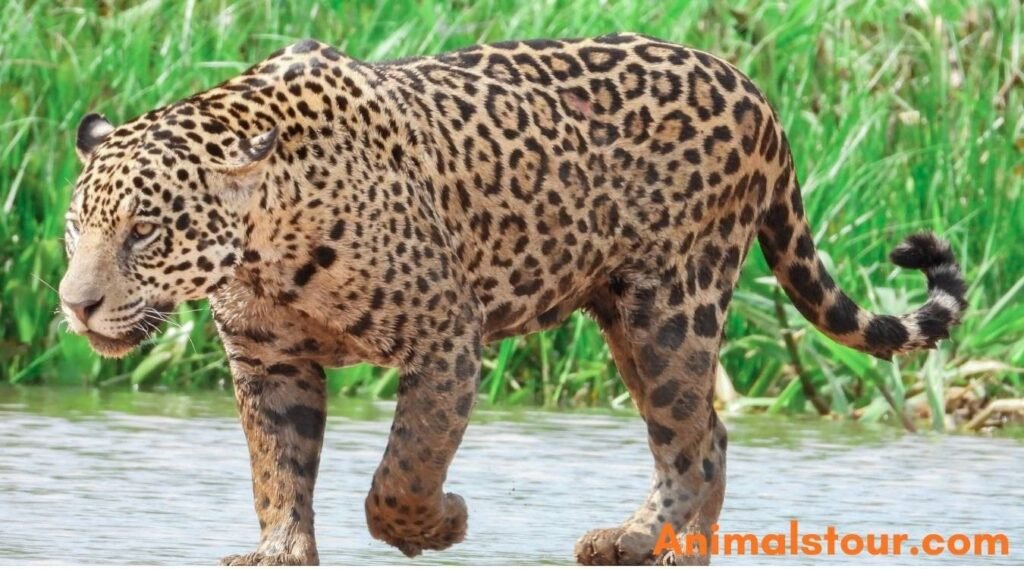 Grumpy animals in the world
