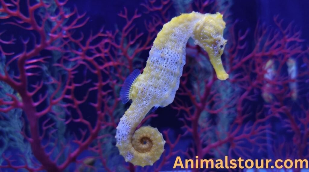 Seahorse