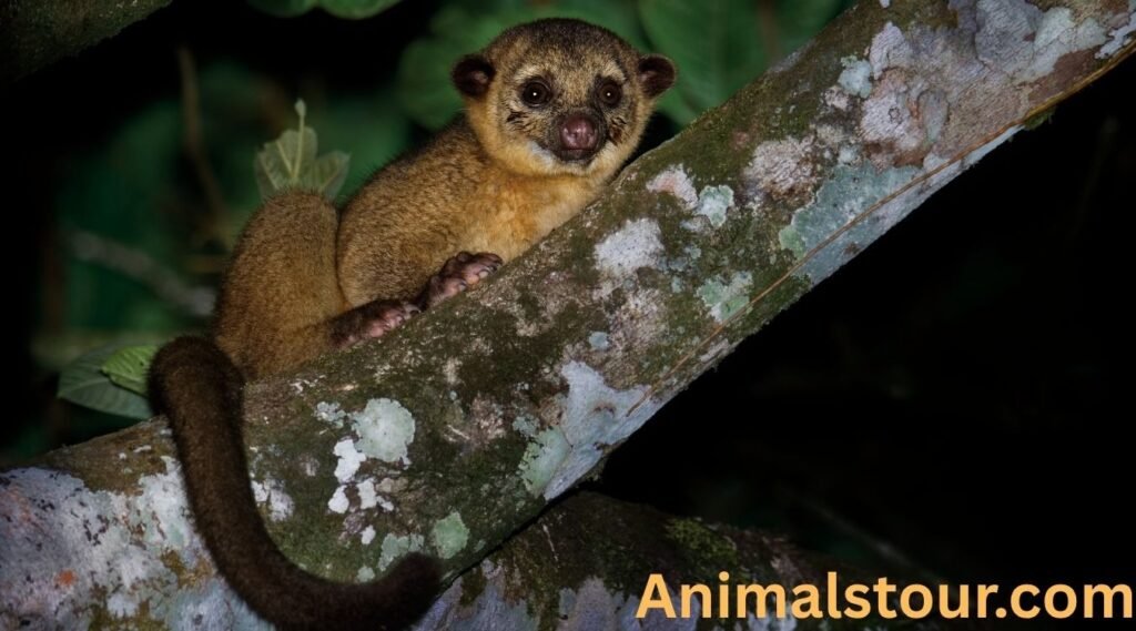Animals with prehensile tails