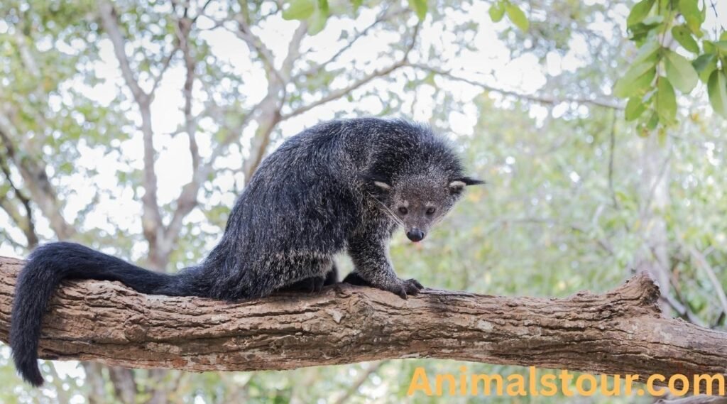  Binturong