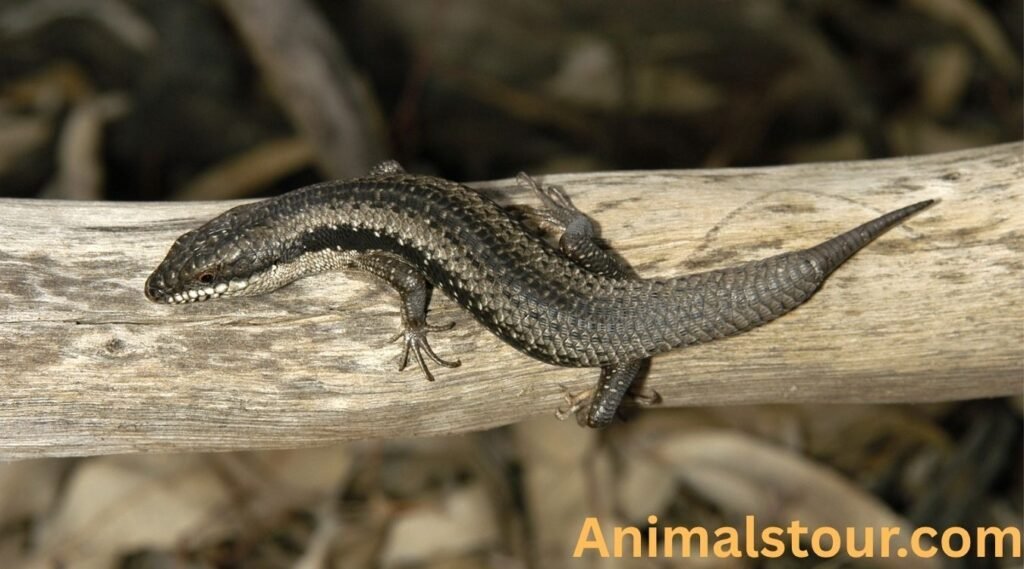 Animals with prehensile tails