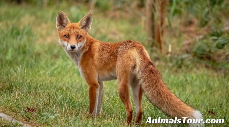 Animals Similar to Foxes