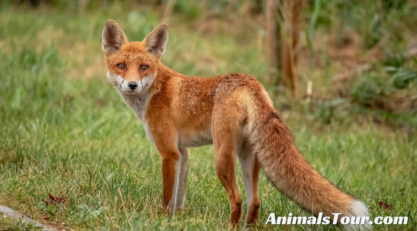 Animals Similar to Foxes