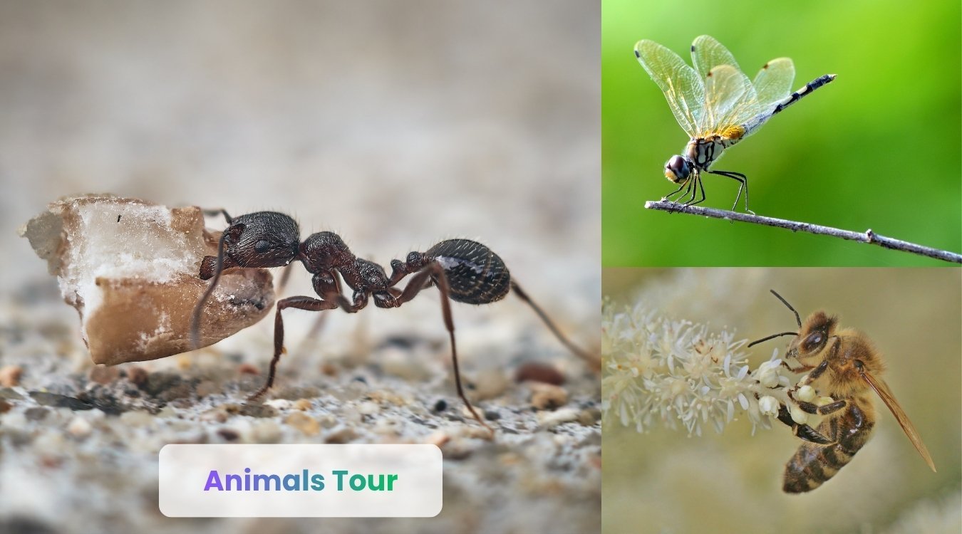 the smartest insects in the world