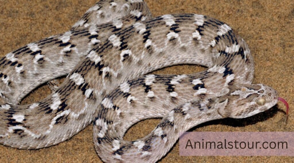 snake
