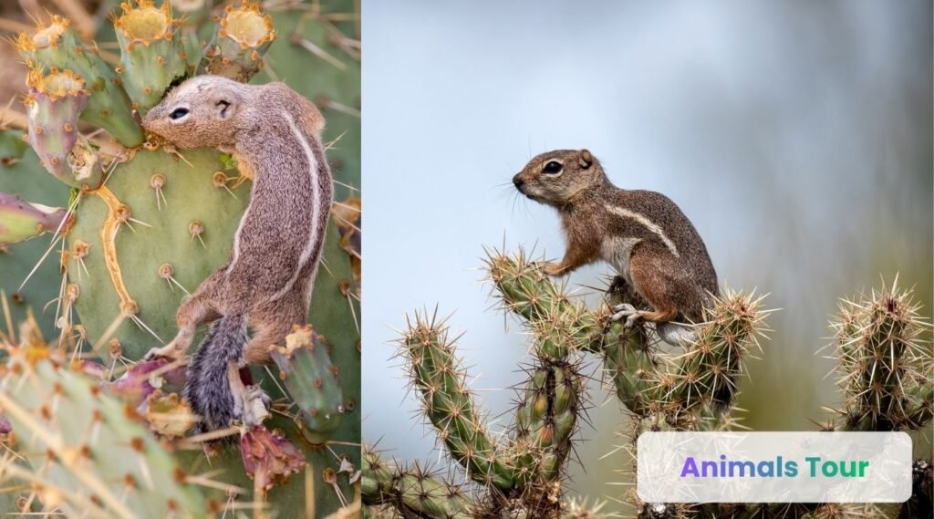 squirrels