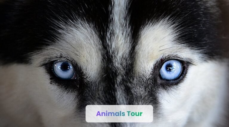 animals with blue eyes
