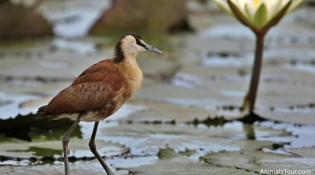 Animals With Big Feet