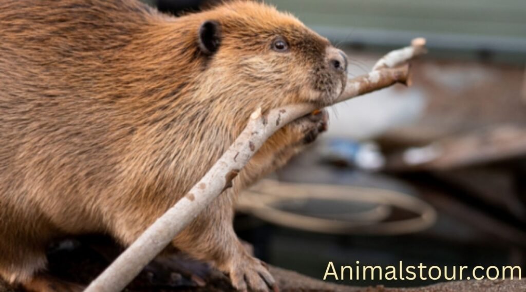 Beaver