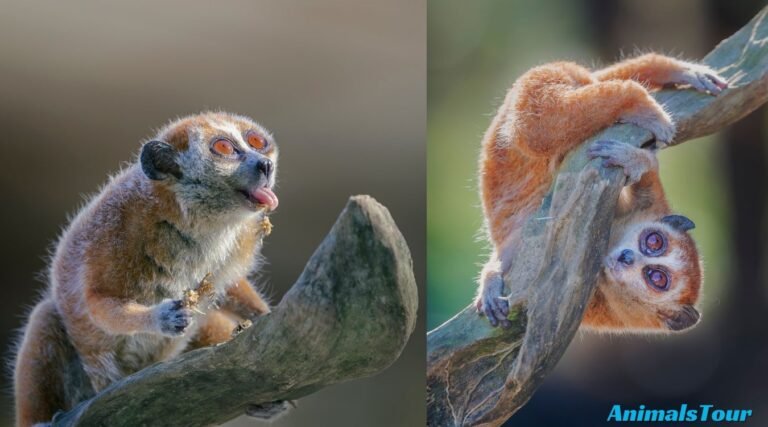 Most Curious Animals