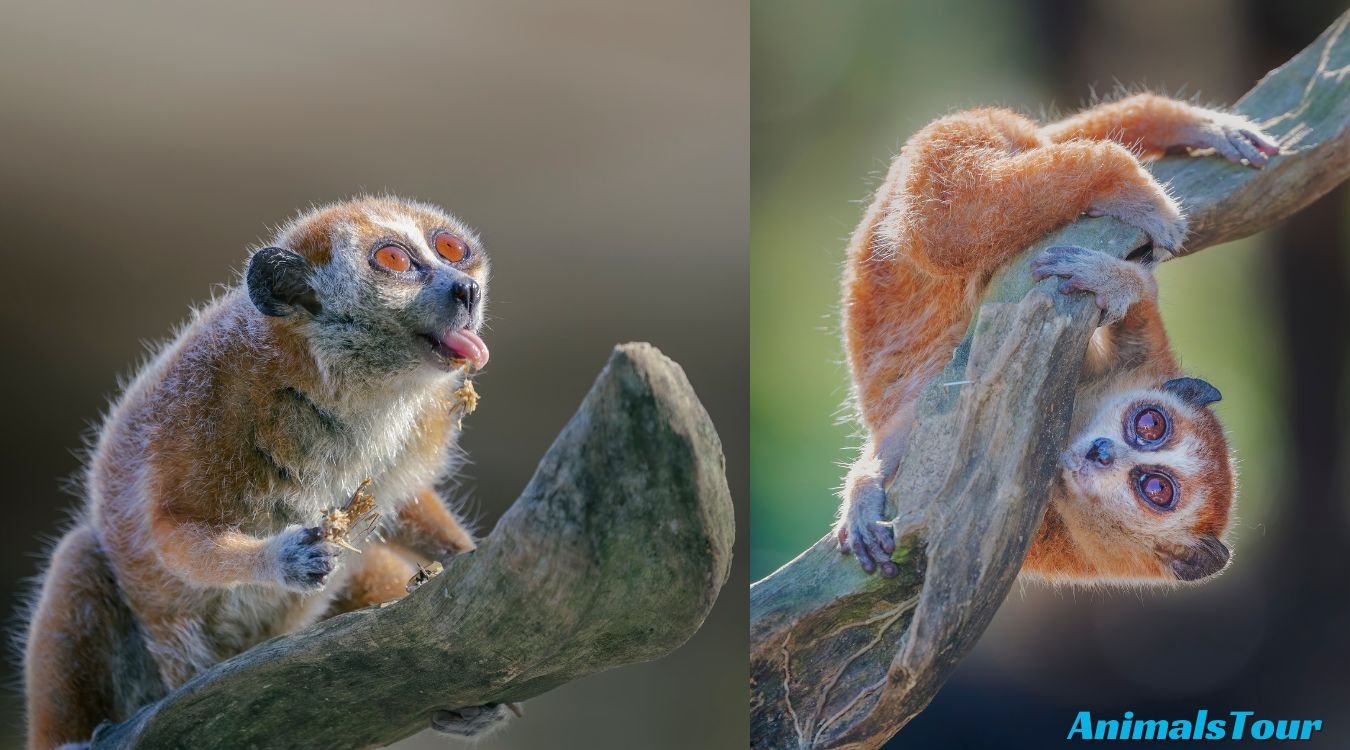 Most Curious Animals