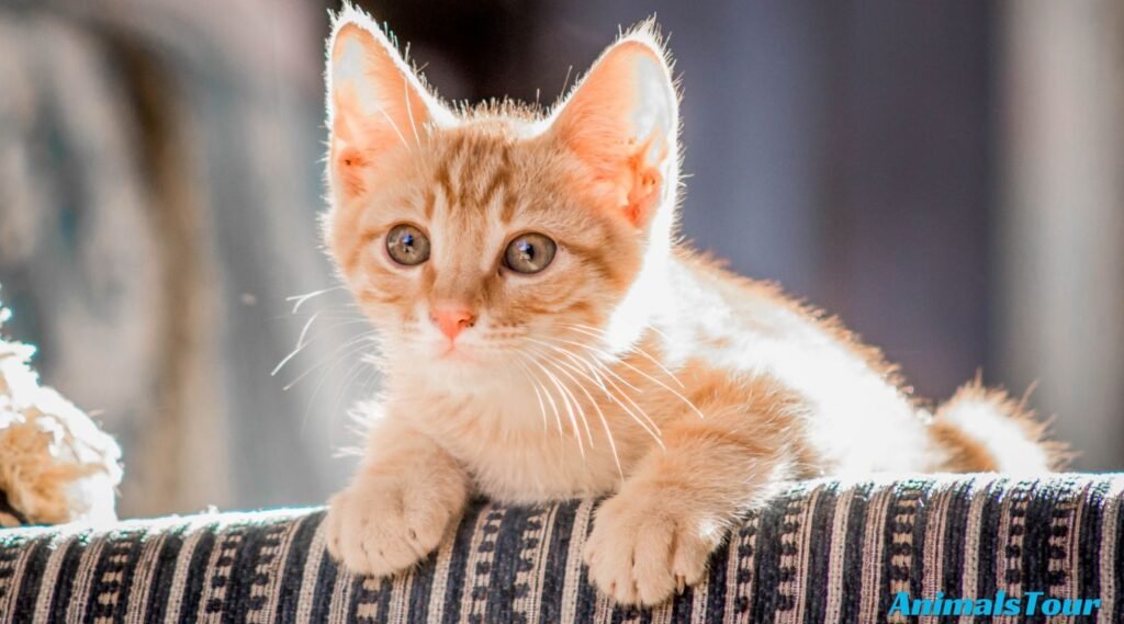 Most Curious Animals