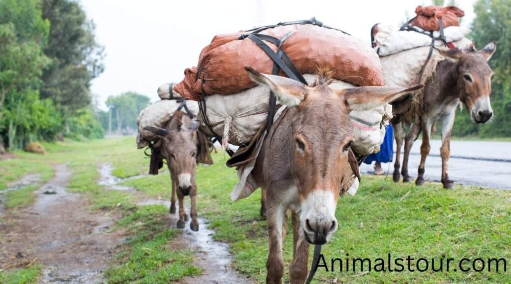 Donkey